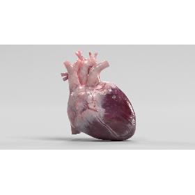 3D Human Heart model